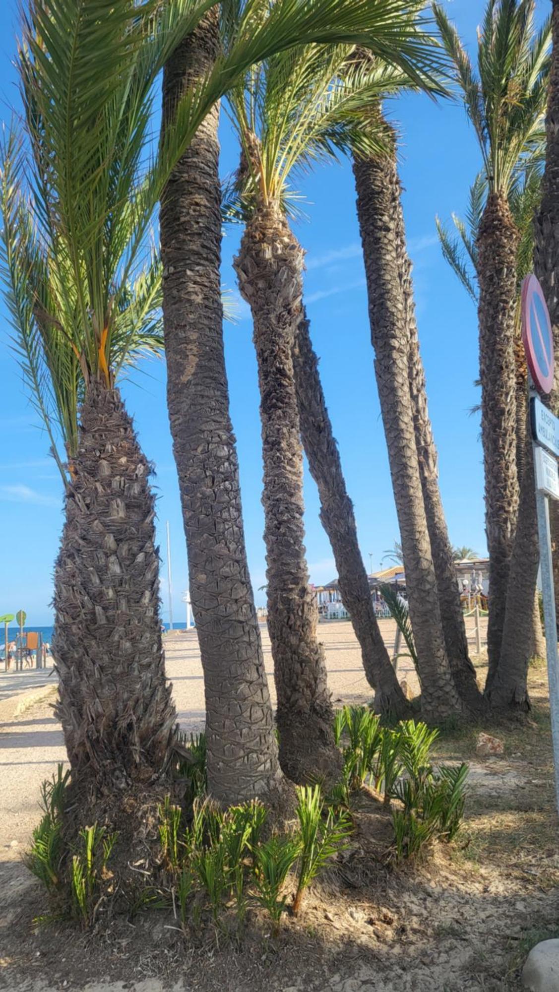Apartamento Ines, Dehesa De Campoamor,900M From The Sea , Swimming Pool & Tennis Court Eksteriør billede